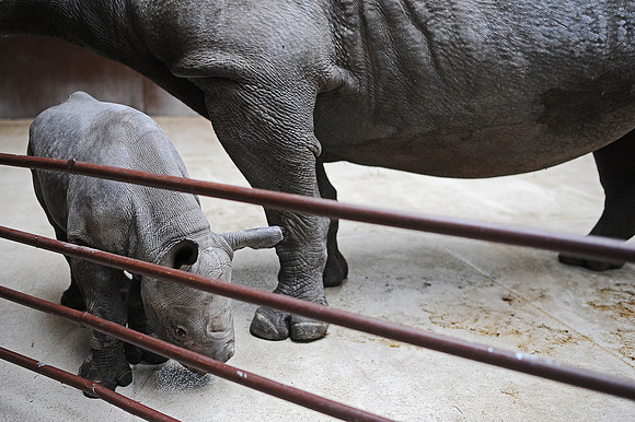 Great Plains Zoo Conservation