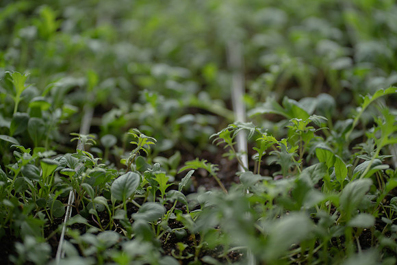 Lake City Catholic Worker Farm