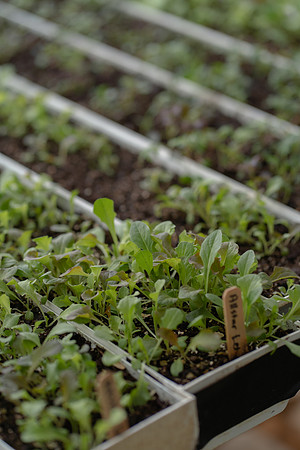 Lake City Catholic Worker Farm