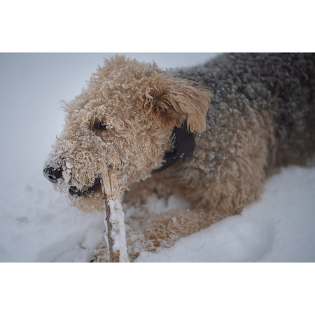 Snow Blankets Rochester