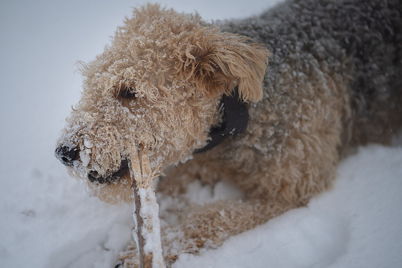 Snow Blankets Rochester