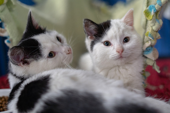 Holiday Pets