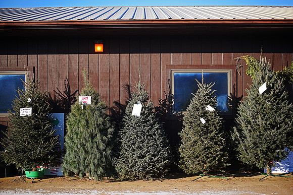 Riverview Tree Farm