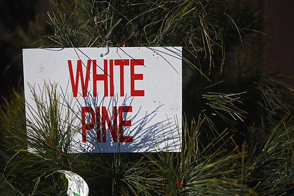 Riverview Tree Farm
