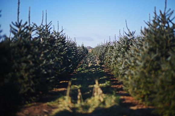 Riverview Tree Farm