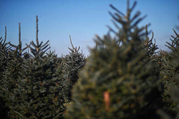 Riverview Tree Farm