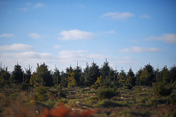 Riverview Tree Farm