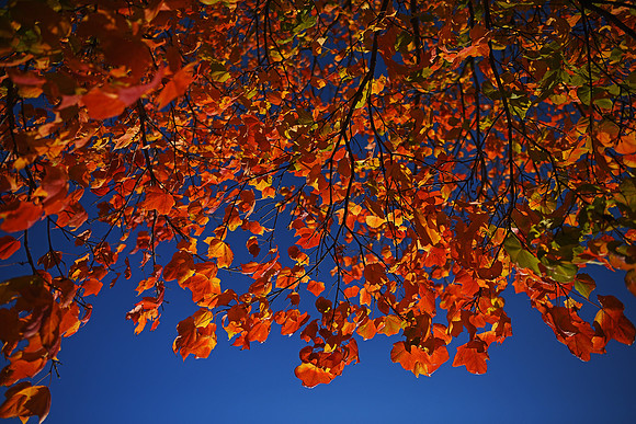 Wild Art - Fall Leaves