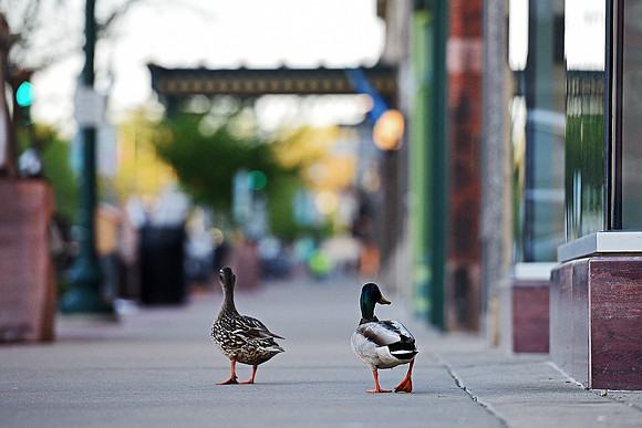 Downtown Ducks