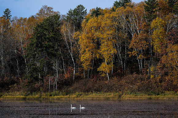 Northern Minnesota Swans