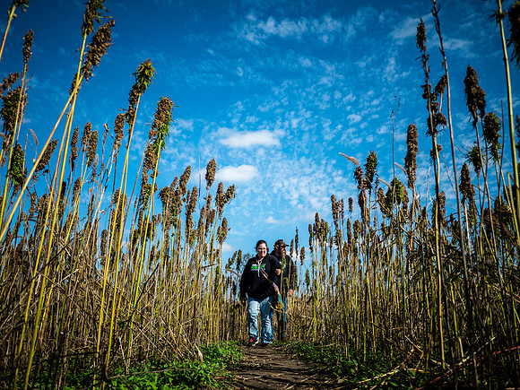 Hemp Maze