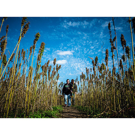 Hemp Maze