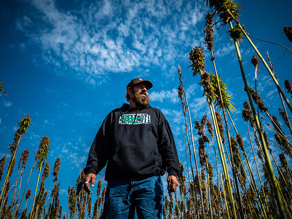 Hemp Maze