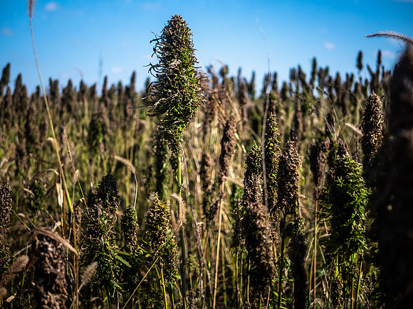 Hemp Maze
