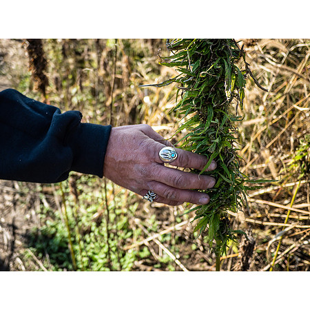 Hemp Maze