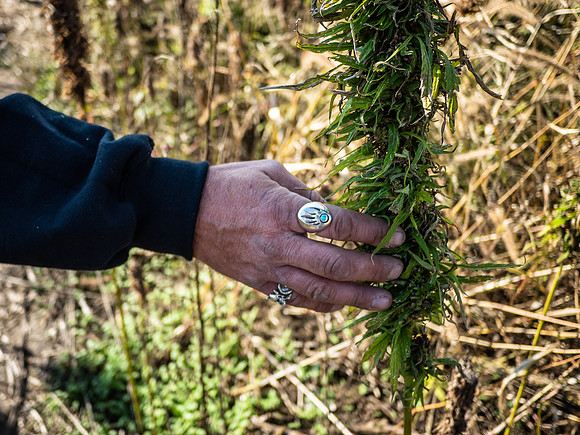 Hemp Maze