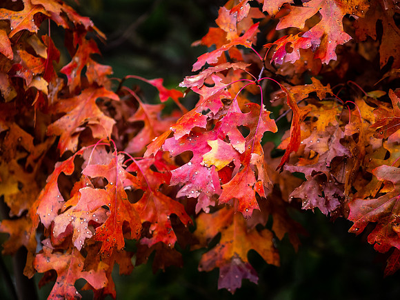 Fall Colors