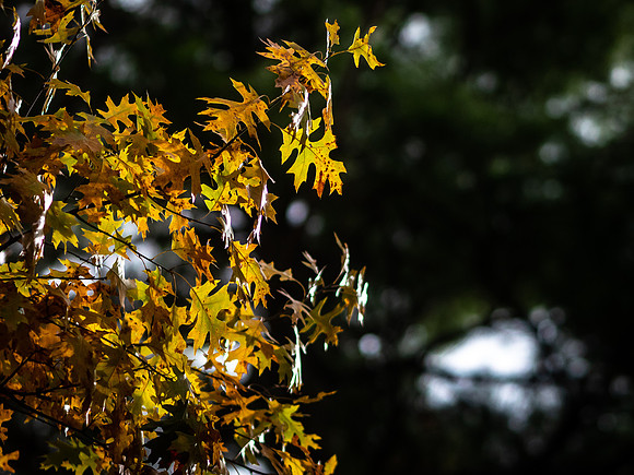 Fall Colors