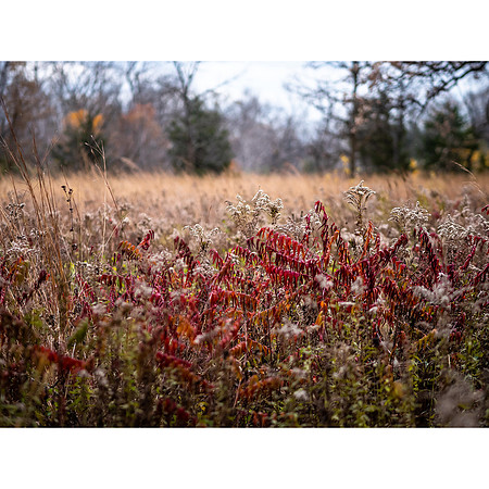 Fall Colors