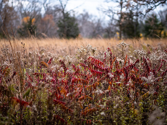 Fall Colors
