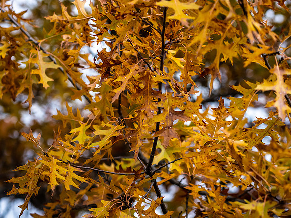 Fall Colors