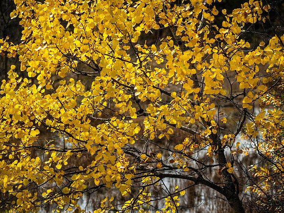 Fall Colors