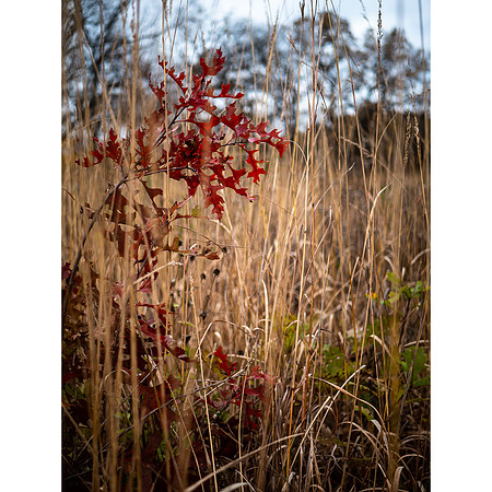 Fall Colors