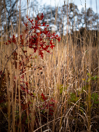 Fall Colors