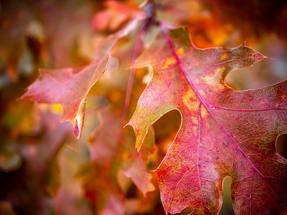 Fall Colors