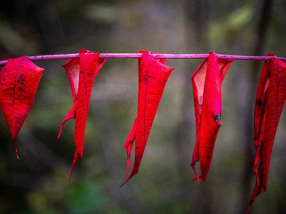 Fall Colors