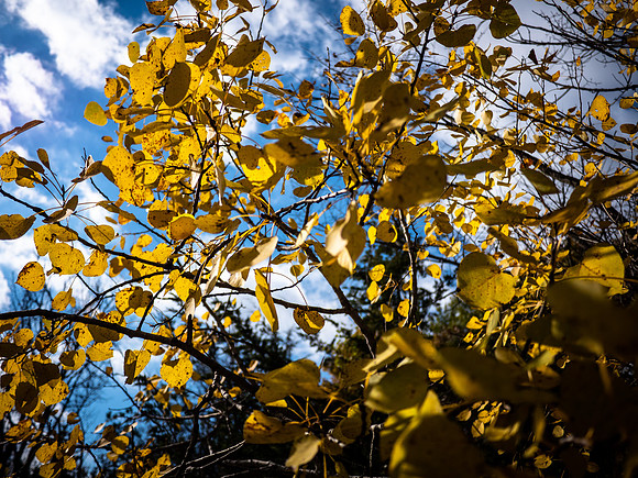 Fall Colors