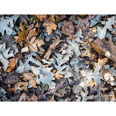 Fall Colors