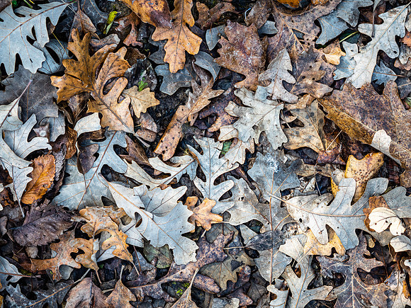 Fall Colors