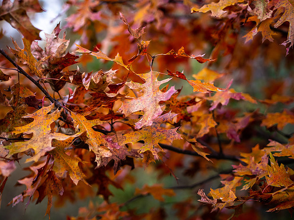 Fall Colors