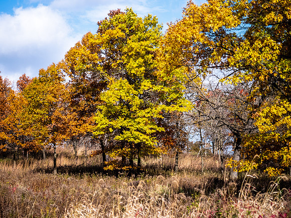 Fall Colors