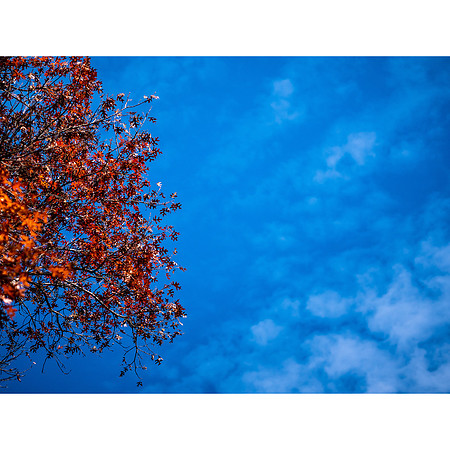 Fall Colors