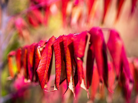 Fall Colors