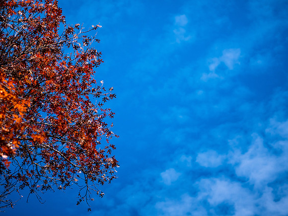 Fall Colors