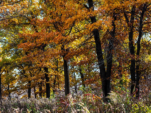 Fall Colors