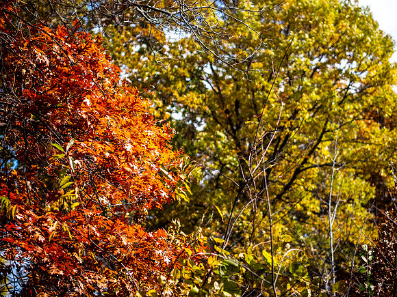 Fall Colors