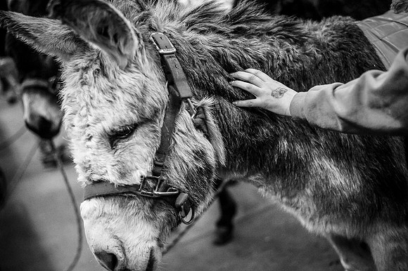 Donkey Basketball