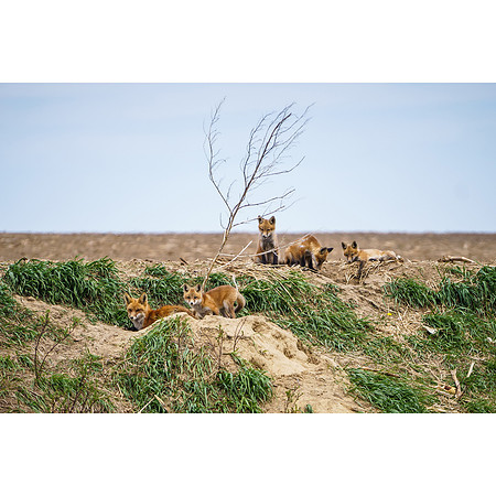 Fox Family