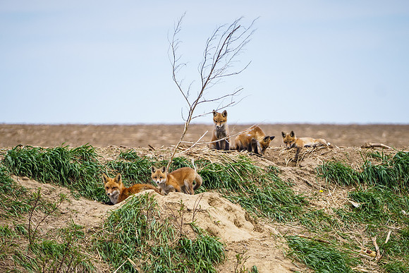 Fox Family