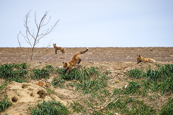 Fox Family