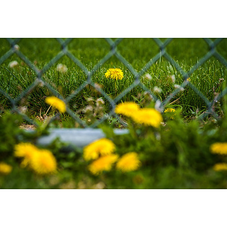Alumni Field at John Adams Middle School