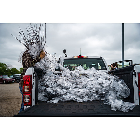 Tree Giveaway