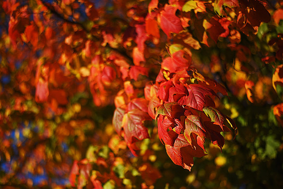 Wild Art - Fall Leaves