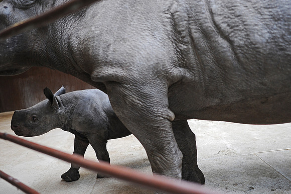 Great Plains Zoo Conservation