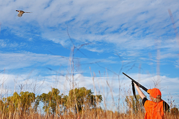 South Dakota Pheasant Hunting Opener