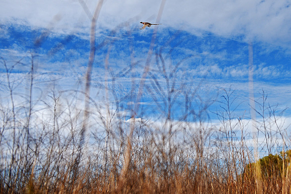 South Dakota Pheasant Hunting Opener